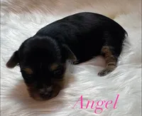 Angel, a male Yorkshire Terrier for sale in Greenville, SC – 4 of 9
