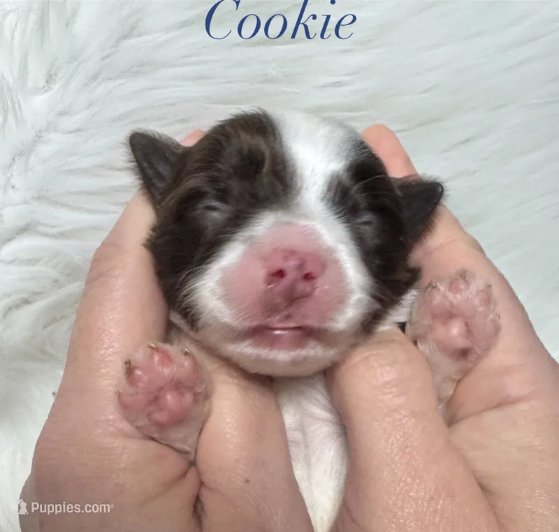 Cookie – Yorkshire Terrier puppy for sale in Greenville, SC
