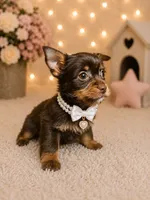 Mocha , a female Yorkshire Terrier for sale in Greenville, SC – 2 of 5