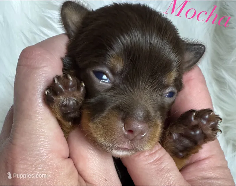 Mocha  – Yorkshire Terrier puppy for sale in Greenville, SC