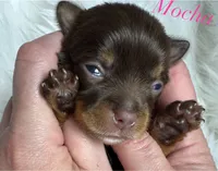 Mocha , a female Yorkshire Terrier for sale in Greenville, SC – 4 of 6