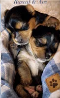 Rascal, a male Yorkshire Terrier for sale in Greenville, SC – 4 of 5