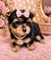  Star, a female Yorkshire Terrier for sale in Greenville, SC – 1 of 6