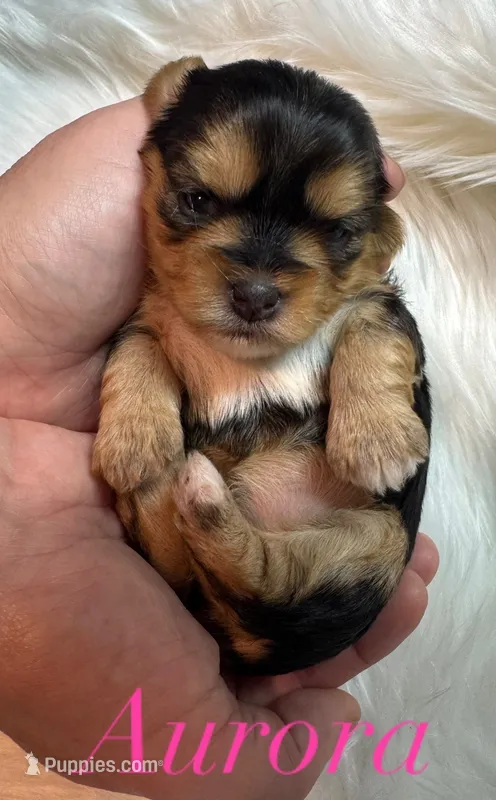 Aurora  – Yorkshire Terrier puppy for sale in Greenville, SC