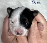 Oreo, a male Yorkshire Terrier for sale in Greenville, SC – 2 of 10