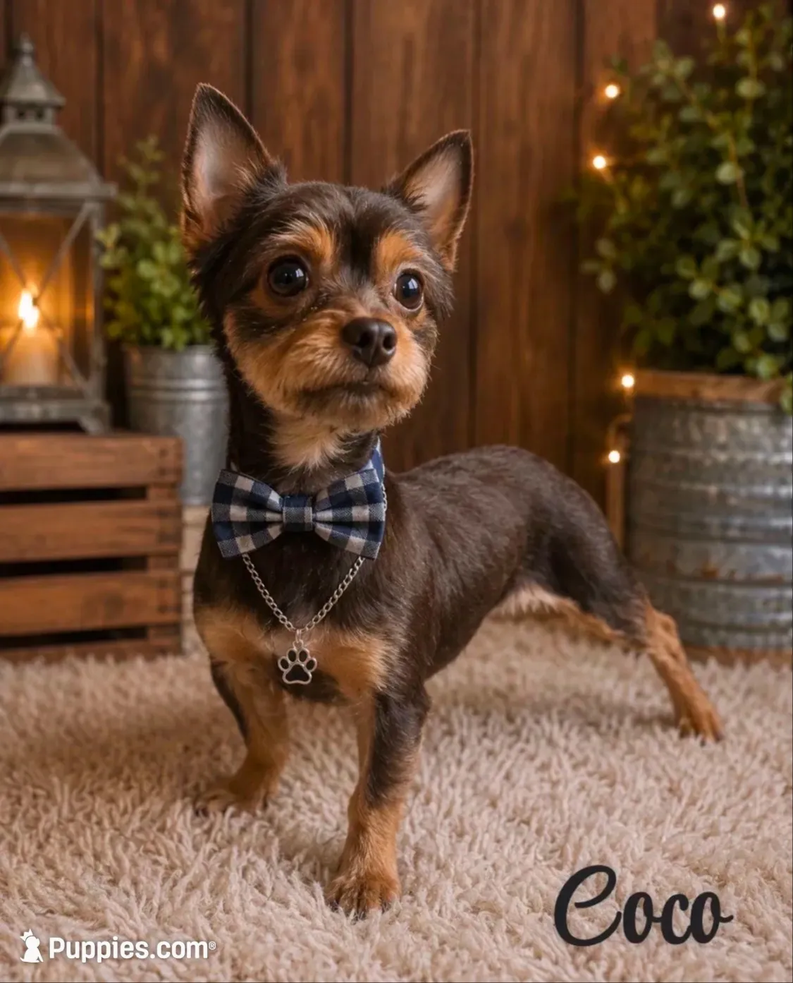 Pixie, a female Yorkshire Terrier for sale in Greenville, SC – 4 of 4