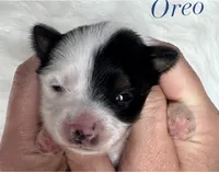 Oreo, a male Yorkshire Terrier for sale in Greenville, SC – 10 of 10