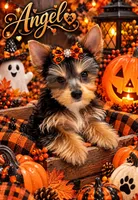 Angel, a male Yorkshire Terrier for sale in Greenville, SC – 1 of 3