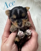 Ace, a male Yorkshire Terrier for sale in Greenville, SC – 6 of 6