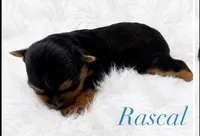 Rascal, a male Yorkshire Terrier for sale in Greenville, SC – 2 of 5