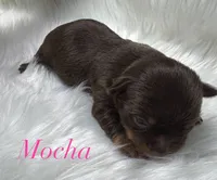 Mocha , a female Yorkshire Terrier for sale in Greenville, SC – 3 of 6