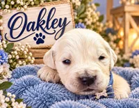 Oakley, a male Golden Retriever for sale in Greenville, SC – 1 of 5