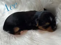 Ace, a male Yorkshire Terrier for sale in Greenville, SC – 2 of 6