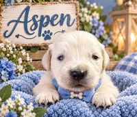 Aspen, a male Golden Retriever for sale in Greenville, SC – 1 of 4