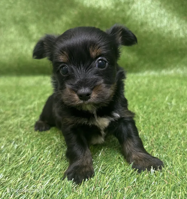 Pixie – Yorkshire Terrier puppy for sale in Greenville, SC