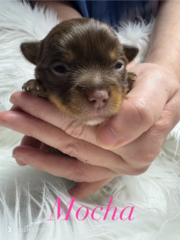 Mocha  – Yorkshire Terrier puppy for sale in Greenville, SC
