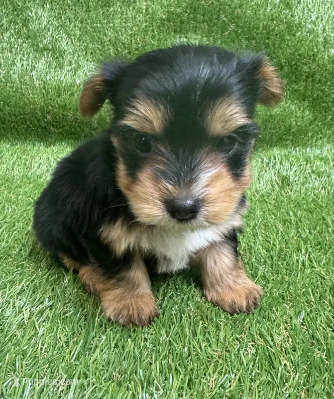  Star – Yorkshire Terrier puppy for sale in Greenville, SC