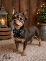 Oreo, a male Yorkshire Terrier for sale in Greenville, SC – 3 of 5