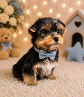Ace, a male Yorkshire Terrier for sale in Greenville, SC – 1 of 6