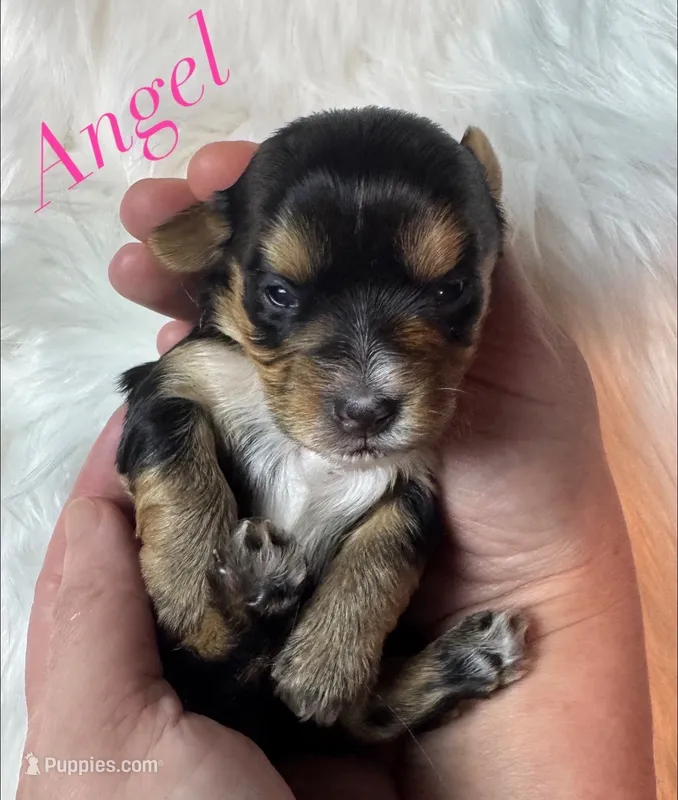 Angel – Yorkshire Terrier puppy for sale in Greenville, SC