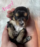 Angel, a male Yorkshire Terrier for sale in Greenville, SC – 3 of 9