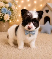 Cookie, a male Yorkshire Terrier for sale in Greenville, SC – 2 of 6