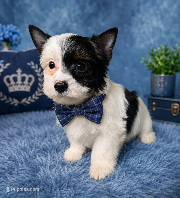 Oreo – Yorkshire Terrier puppy for sale in Greenville, SC