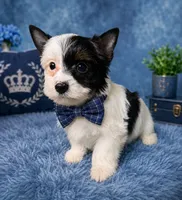 Oreo, a male Yorkshire Terrier for sale in Greenville, SC – 1 of 5