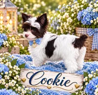 Cookie, a male Yorkshire Terrier for sale in Greenville, SC – 7 of 9