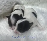 Cookie, a male Yorkshire Terrier for sale in Greenville, SC – 4 of 8