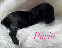 Pixie, a female Yorkshire Terrier for sale in Greenville, SC – 3 of 6