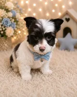 Cookie, a male Yorkshire Terrier for sale in Greenville, SC – 1 of 6