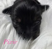Pixie, a female Yorkshire Terrier for sale in Greenville, SC – 4 of 6