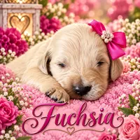 Fuchsia, a female Golden Retriever for sale in Greenville, SC – 1 of 5