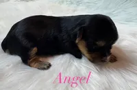 Angel, a male Yorkshire Terrier for sale in Greenville, SC – 7 of 9