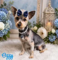 Angel, a male Yorkshire Terrier for sale in Greenville, SC – 6 of 6