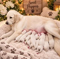 English Creams, a female English Cream Golden Retriever for sale in Greenville, SC – 1 of 2