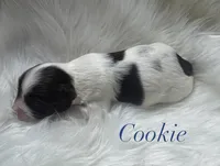 Cookie, a male Yorkshire Terrier for sale in Greenville, SC – 2 of 8