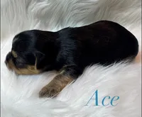 Ace, a male Yorkshire Terrier for sale in Greenville, SC – 5 of 6