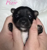 Pixie, a female Yorkshire Terrier for sale in Greenville, SC – 2 of 6