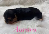 Aurora , a female Yorkshire Terrier for sale in Greenville, SC – 3 of 8