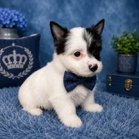 Oreo, a male Yorkshire Terrier for sale in Greenville, SC – 2 of 5