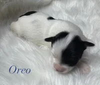 Oreo, a male Yorkshire Terrier for sale in Greenville, SC – 4 of 10