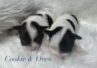 Cookie, a male Yorkshire Terrier for sale in Greenville, SC – 6 of 8
