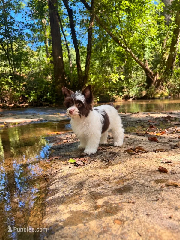 Cookie – Yorkshire Terrier puppy for sale in Greenville, SC