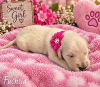 Fuchsia, a female Golden Retriever for sale in Greenville, SC – 4 of 5