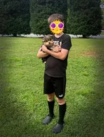 Bianca , a female Yorkshire Terrier for sale in Greenville, SC – 8 of 9