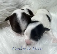 Cookie, a male Yorkshire Terrier for sale in Greenville, SC – 3 of 8