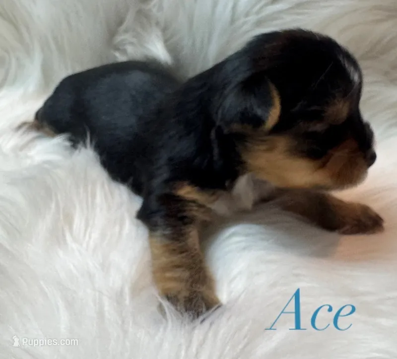 Ace – Yorkshire Terrier puppy for sale in Greenville, SC