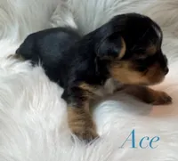 Ace, a male Yorkshire Terrier for sale in Greenville, SC – 1 of 6